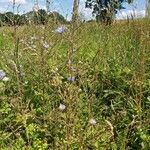 Cichorium endivia habit picture by Daphné Beau (cc-by-sa)