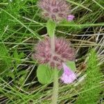 Clinopodium vulgare flower picture by Niels Breve (cc-by-sa)