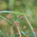 Cyperus longus habit picture by Sans Attaches (cc-by-sa)