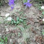 Delphinium consolida habit picture by Jan Uhmann (cc-by-sa)