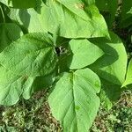 Catalpa speciosa leaf picture by Skylar Austin (cc-by-sa)