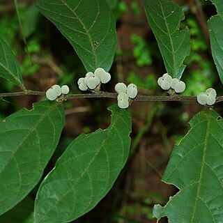 Dichapetalum gelonioides unspecified picture