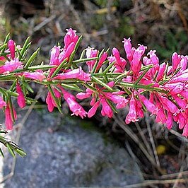 Colletia ulicina unspecified picture