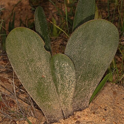 Haemanthus nortieri unspecified picture