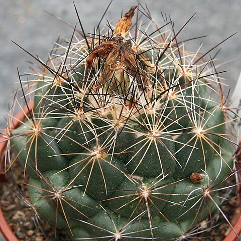 Coryphantha delaetiana unspecified picture