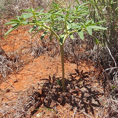 Euphorbia stevenii unspecified picture