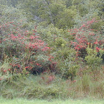 Pyracantha fortuneana unspecified picture