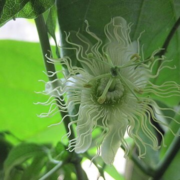 Passiflora lancetillensis unspecified picture