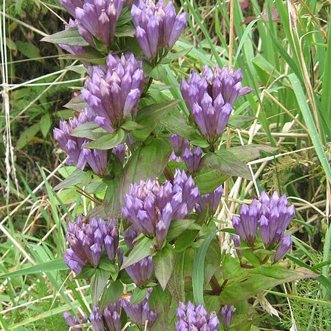 Gentianella quinquefolia unspecified picture