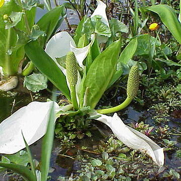 Lysichiton unspecified picture