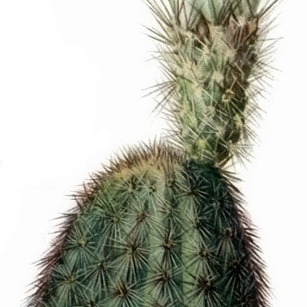 Echinocereus grandis unspecified picture