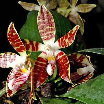 Phalaenopsis sumatrana unspecified picture