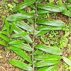 Dracaena viridiflora unspecified picture