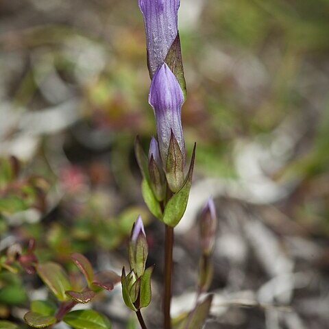 Gentianella propinqua unspecified picture