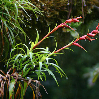 Werauhia insignis unspecified picture