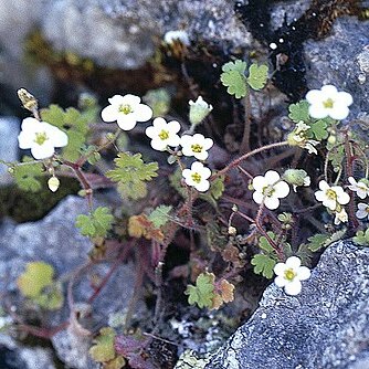 Saxifraga biternata unspecified picture