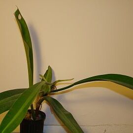 Philodendron crassinervium unspecified picture