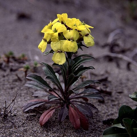 Erysimum menziesii unspecified picture