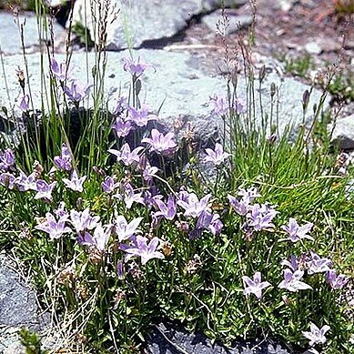 Campanula wilkinsiana unspecified picture