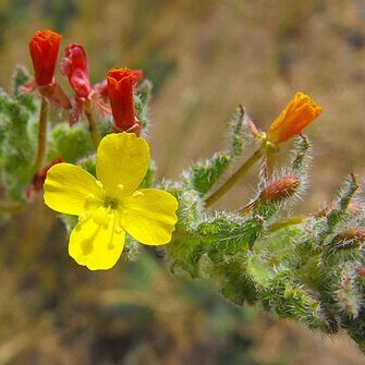 Camissoniopsis hirtella unspecified picture