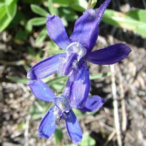 Delphinium andersonii unspecified picture