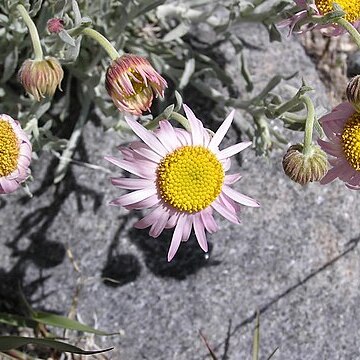 Erigeron parishii unspecified picture