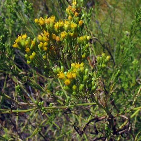 Euthamia occidentalis unspecified picture