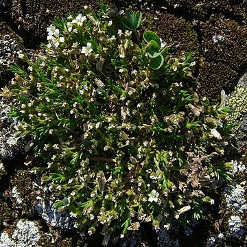 Minuartia rossii unspecified picture