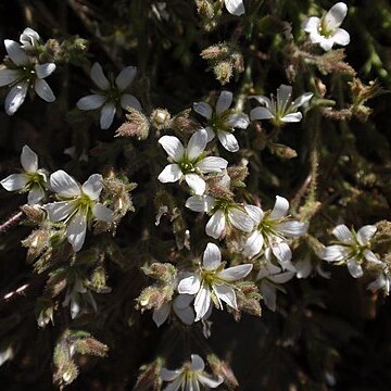 Minuartia nuttallii unspecified picture