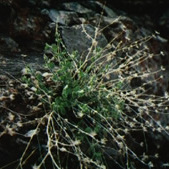 Perityle inyoensis unspecified picture