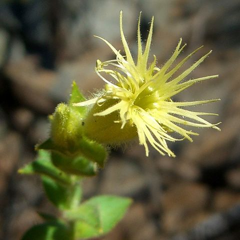 Silene parishii unspecified picture