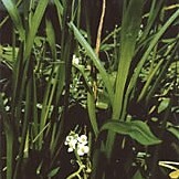 Sagittaria sanfordii unspecified picture