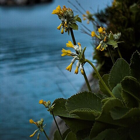 Primula palinuri unspecified picture