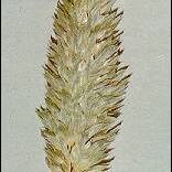 Phalaris caroliniana unspecified picture