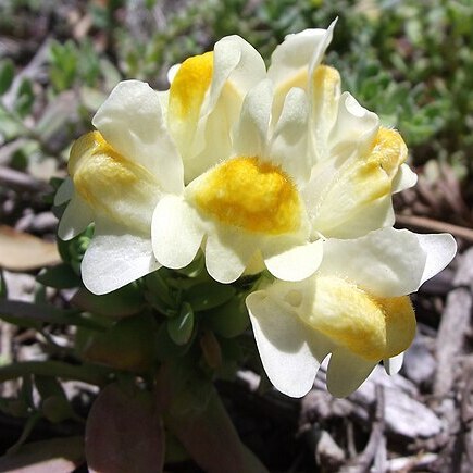 Linaria japonica unspecified picture