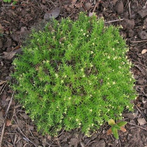 Galium andrewsii unspecified picture