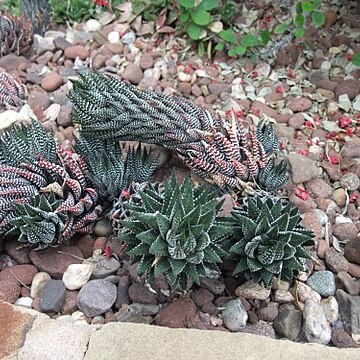 Haworthiopsis reinwardtii unspecified picture