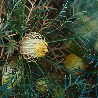 Banksia recurvistylis unspecified picture