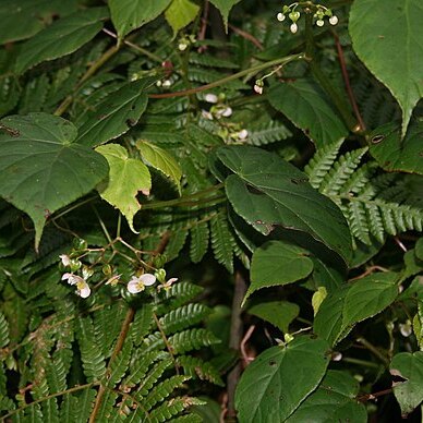 Begonia udisilvestris unspecified picture