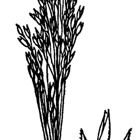 Agrostis rossiae unspecified picture