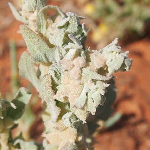 Atriplex fissivalvis unspecified picture