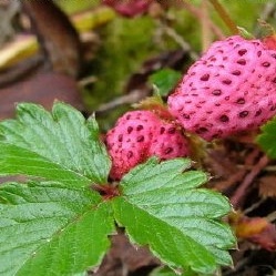 Fragaria daltoniana unspecified picture