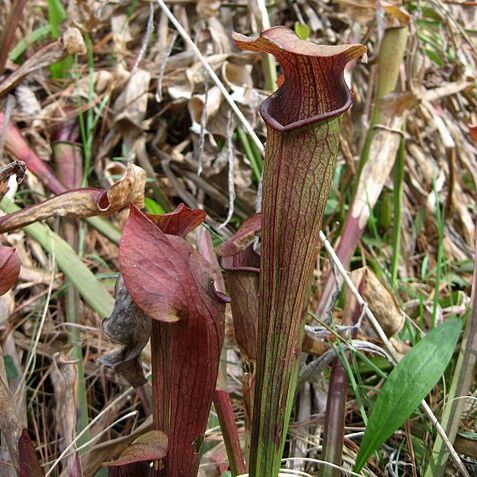 Sarracenia jonesii unspecified picture