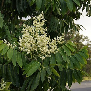 Flindersia schottiana unspecified picture