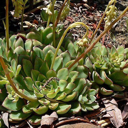 Echeveria pulidonis unspecified picture