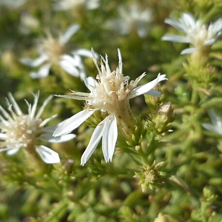 Ericameria resinosa unspecified picture