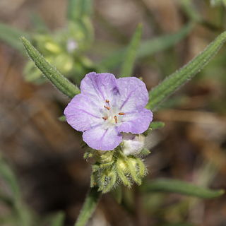 Phacelia linearis unspecified picture