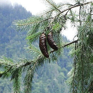 Picea unspecified picture