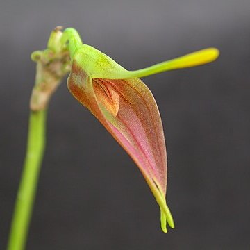 Masdevallia vargasii unspecified picture