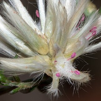 Ptilotus divaricatus unspecified picture